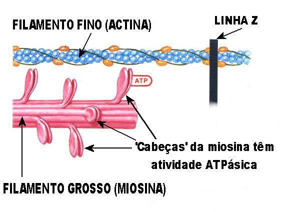 Tipo I: I e Ic Tipologias das fibras musculares Subdivisões das fibras musculares As fibras de contração lenta contraem-se entre 40 e 90 milissegundos Tipo II: IIB, IIAB, IIA, IIAC,IIC As fibras de