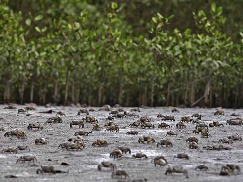 Introdução Introdução Manguezais são ecossistemas costeiros típicos de regiões