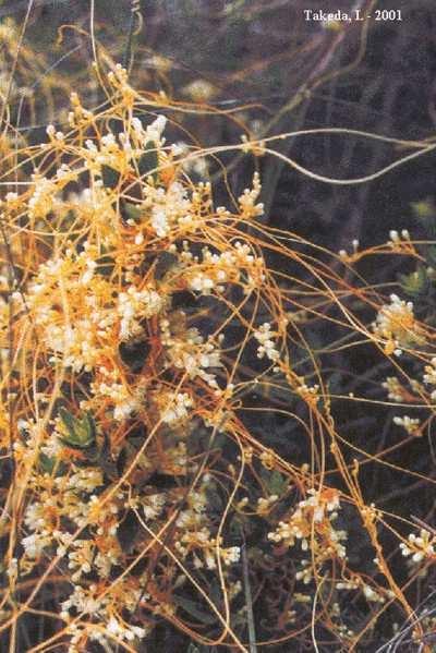 O cipó-chumbo é um exemplo de planta holoparasita da seiva