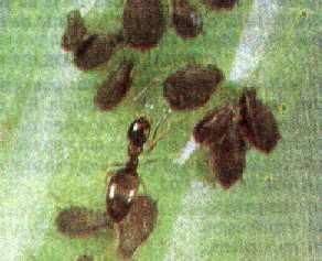 formigas e pulgões