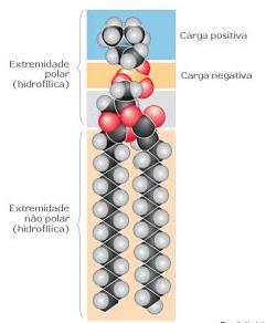 membrana