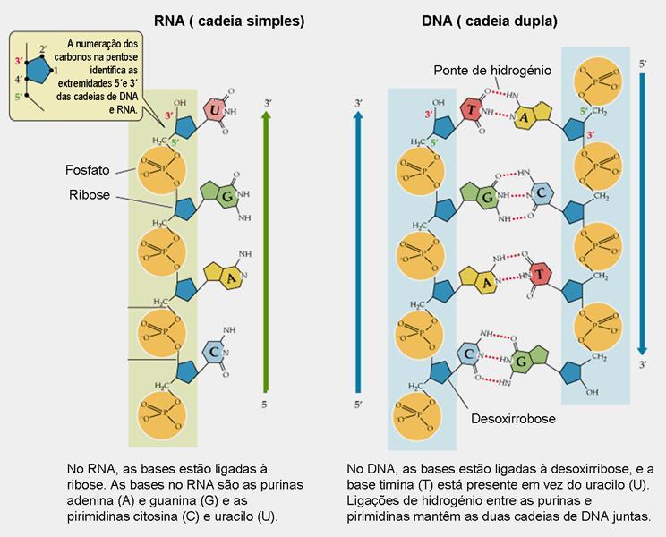 [Fig. extraída e adaptada de-http://www.whfreeman.