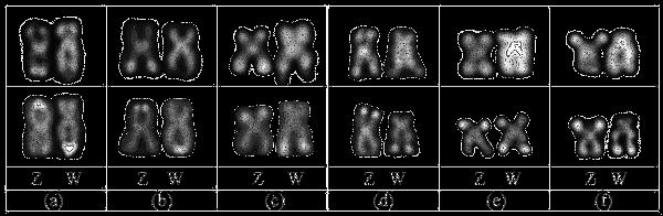 46 Resultados e Discussão Capítulo 1 Figura 6: Cromossomos sexuais das espécies de Characidium analisadas no presente trabalho, após bandamento C (primeira