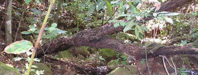 12 Segundo XAVIER (1990), o parque localiza-se na área intertropical, com temperaturas médias de 22ºC no verão e 16ºC