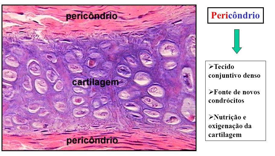 Tecidos Conjuntivos Especiais Tecido Cartilaginoso Rigidez / consistência Matriz