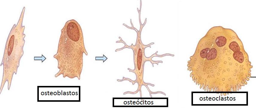 Osteoblastos Produção da matriz óssea Osteócitos Osteoclastos Fusão de MONÓCITOS