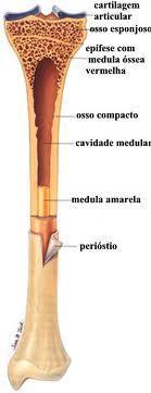 Tecido Hematopoiético Medula óssea vermelha Presente no