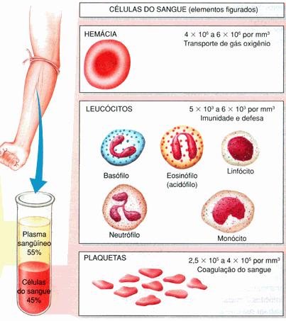 Plasma Sanguíneo Constituição Componentes do