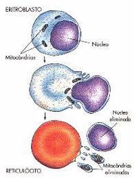 Anucleadas / repletas de hemoglobina Elemento