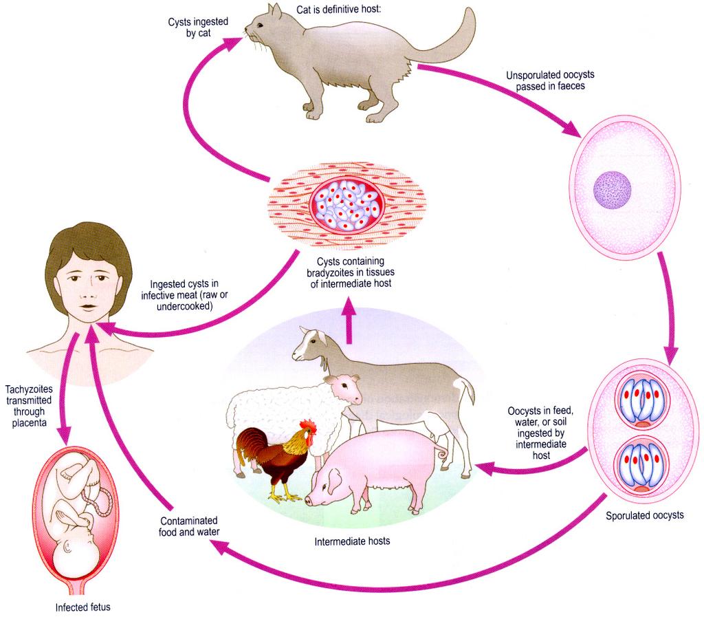 Ciclo Evolutivo Cistos ingeridos pelo gato Gato: Hospedeiro Definitivo Oocistos não esporulados nas fezes Cistos ingeridos em carne infectada Cisto contendo bradizoítas em tecidos do hospedeiro