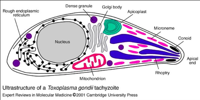 Apicomplexa Retículo endoplamático rugoso Grânulo denso Complexo de Golgi Apicoplasto Micronema Conóide Porção Apical