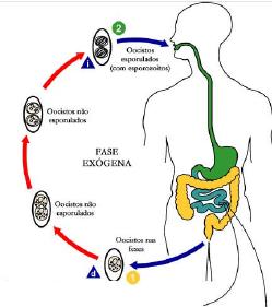 Ciclo de Vida Oocistos Esporulados (com esporozoítos) Esporozoítos