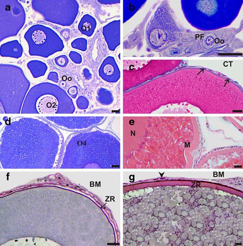 218 J Mol Hist (2010) 41:215 224 Results Follicular development In the resting ovaries of P.