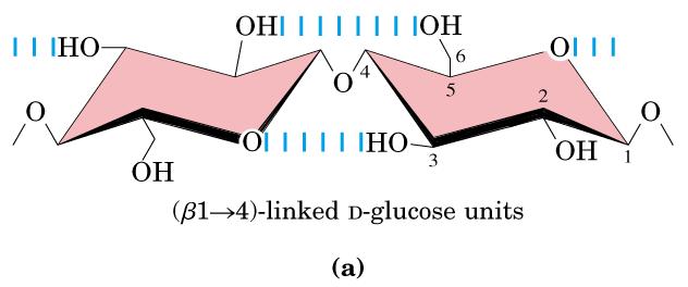 POLISSACARÍDEOS ESTRUTURAIS Homopolissacarídeos: celulose e quitina Estrutura da celulose: polímero de β-d-glicose (flip 180 de cada unidade) 10.000 a 15.