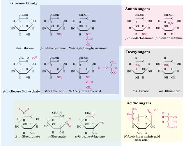 Derivados de hexoses -OH do C2 é substituído por NH 2 -NH 2 condensado com ác. acético Ác.