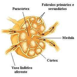 Zona paracortical células dendríticas interdigitantes, vênulas epitelióides e linfócitos Folículos linfóides células foliculares