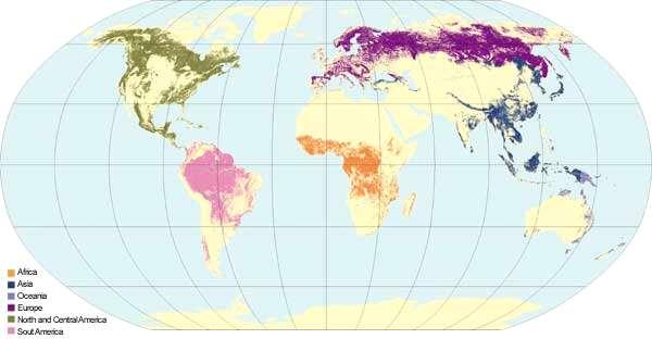 Cobertura Florestal Mundial em 2000: 3,87 bilhões de ha 29,6% da superfície.