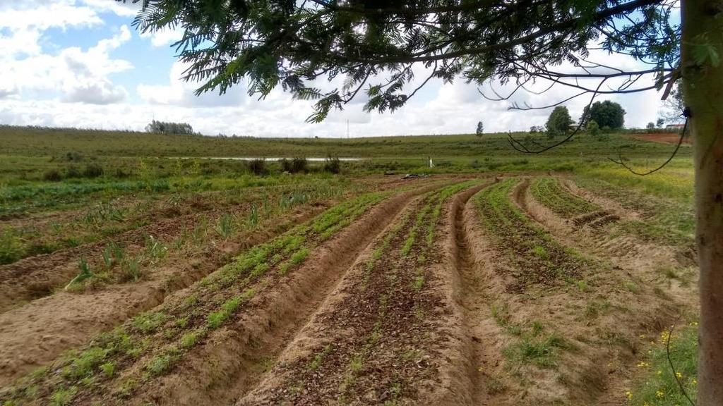 agricultora utiliza para irrigação