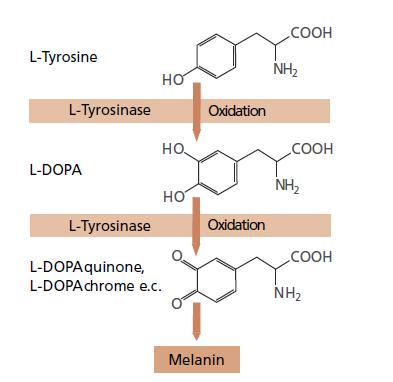 Figura 1: Biossíntese da melanina. Estudos de eficácia in vitro Influência na biossíntese de melanina Dependendo do tipo de pele, os melanócitos produzem certa quantidade de melanina.