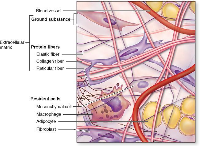 Células dos tecidos conjuntivos Compostos por
