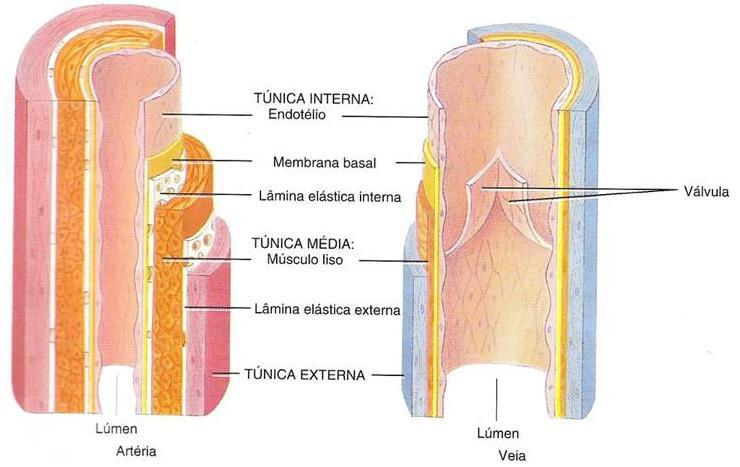 Esquema dos vasos Artérias geralmente têm