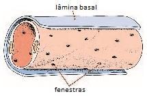 2.Fenestrado ou visceral: Tem fenestras que são