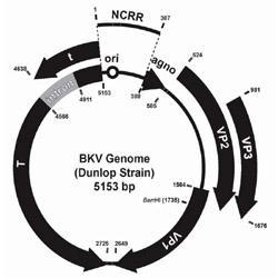 6 Figura 1: Esquema do genoma do poliomavírus BK (cepa de referência Dunlop).
