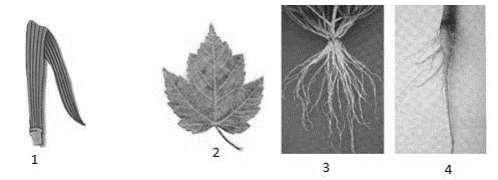 5ª Questão: As briófitas são plantas que dependem da água para sua reprodução e apresentam ciclo de vida com alternância de geração.