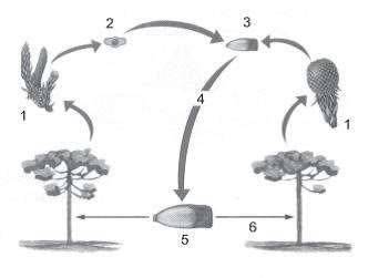 Agora responda: Ao final desse processo, o ovário será o e o óvulo será a. 8ª Questão: Observe o ciclo reprodutivo do pinheiro.