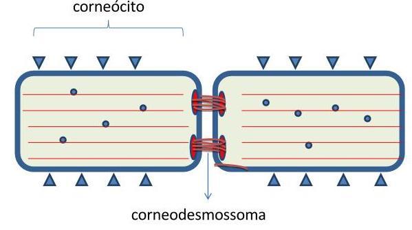 1 Introdução 12 Figura 4 - Representação do corneodesmossoma ligando duas células adjacentes.