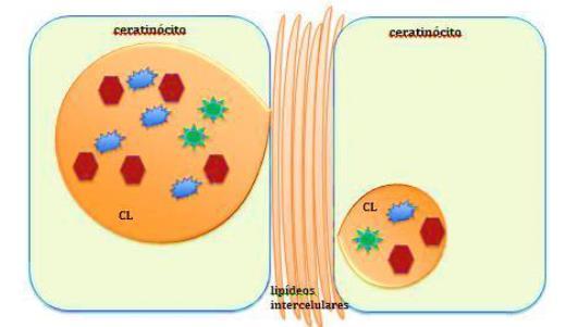 1 Introdução 14 Figura 5 - Representação dos corpos lamelares (CL) presentes nos ceratinócitos, com os lipídeos precursores dos lipídeos intercelulares ( ) suas enzimas conversoras, ( ) e peptídeos