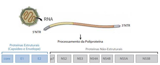 31 Figura 2: Organização do genoma viral, com representação das