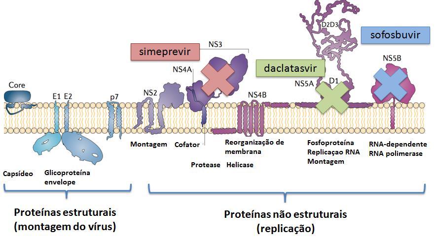 51 Figura 12: Mecanismo de ação dos novos antivirais de ação direta: sofosbuvir,
