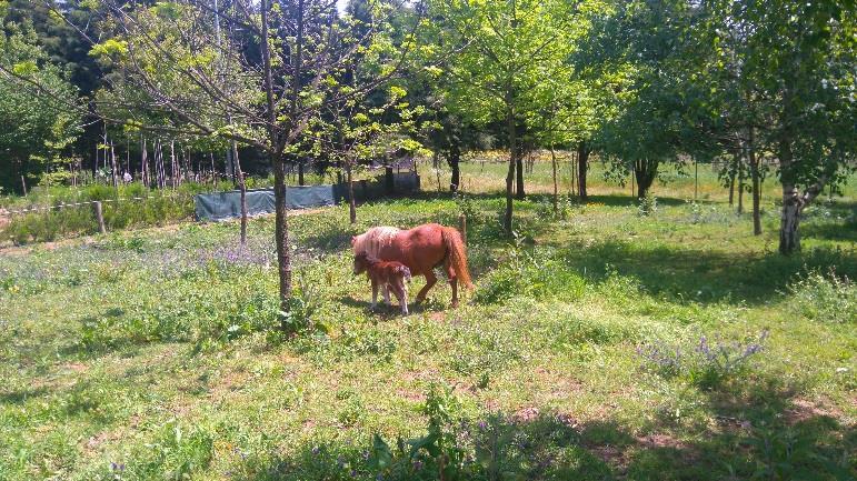 Farmácia Natural para Crianças e Mulheres); Divulgação das atividades Horta da Formiga através do Facebook, Enews e Portal