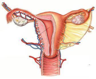 Anatomia Feminina Ovários: produzem estrogênio, progesterona e óvulos Tubas Uterinas Tuba uterina ou trompa de falópio: conduz óvulo/embrião ao útero Útero cílios e contração da