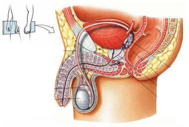 Anatomia Masculina Canal Deferente Epidídimo Testículo