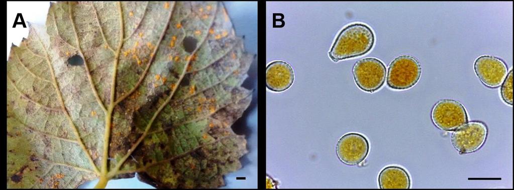 Figura 1. A) Sintomas de ferrugem em folhas de videira cv. Isabel. B) Urediniósporos de Phakopsora euvitis Ono (Barras correspondem a 5 mm e 16 µm para as figuras 1A e 1B, respectivamente.