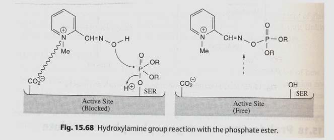 A hidroxilamina é muito tóxica pelo que não pode ser administrada a humanos.