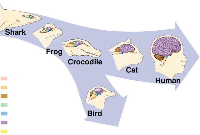 EVOLUÇÃO DO CÉREBRO NOS VERTEBRADOS Medula Bulbo