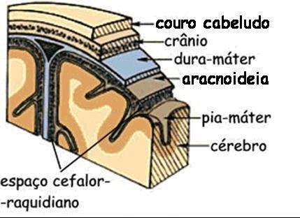 Meninges: O encéfalo e a medula estão protegidos pelos elementos ósseos (crânio e vértebras), por membranas finas chamadas meninges e pelo líquido cefalorraquidiano (cerebroespinal) Existem três