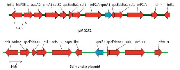 Plasmídeos carreando gens Qnr e outros múltiplos determinantes de resistência B-lactamase aminoglicosideo adeniltransferase