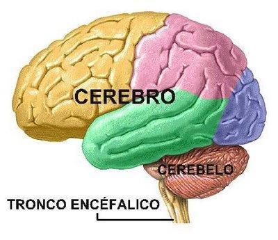 Divisão anatômica Sistema Nervoso Central Encéfalo Cérebro Cerebelo Tronco encefálico Telencéfalo (hemisférios cerebrais) Diencéfalo (tálamo, hipotálamo,