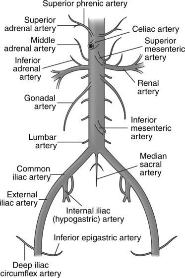 Artéria aorta abdominal Ramos: Artéria frênica inferior Tronco celíaco Artéria mesentérica superior Artéria supra renal média