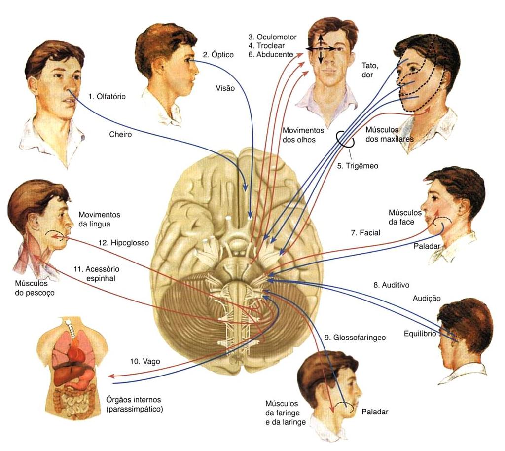 Sistema Nervoso Periférico: nervos