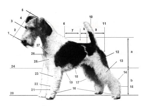 FOX TERRIER DE PÊLO DURO NOMENCLATURA CINÓFILA UTILIZADA NESTE PADRÃO 1 Trufa 13 Perna 25 Braço 2 Focinho 14 Jarrete 26 Ponta do esterno 3 Stop 15 Metatarso 27 Ponta do ombro 4 Crânio 16 Patas 5