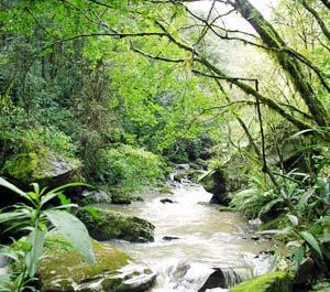 Objetivo O Programa de Reflorestamento INCA tem como objetivo implantar um sistema contínuo de Recuperação Florestal em