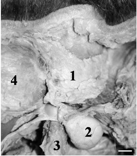 33 Figura 1 Fotografia da região supra-hióidea de Procyon cancrivorus, em vista lateral, observando glândula parótida (1), glândula mandibular (2), músculo digástrico (3) e músculo masseter (4).