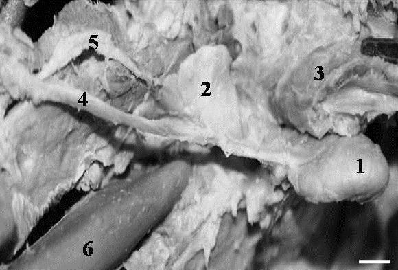 34 Figura 2 Fotografia da região supra-hióidea de Procyon cancrivorus, em vista lateral, observando glândula mandibular (1), glândula sublingual (2), músculo digástrico (3),