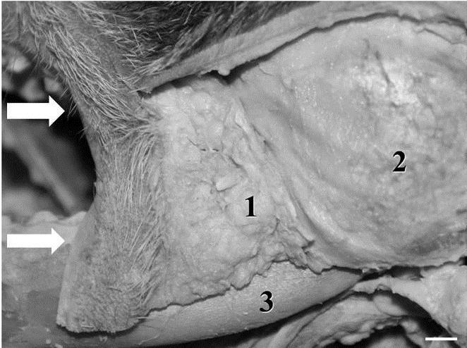 35 Figura 2 Fotografia da região da face de Procyon cancrivorus, em vista lateral, observando glândula zigomática (1), músculo masseter (2), osso mandibular (3) e lábio superior e inferior (setas).