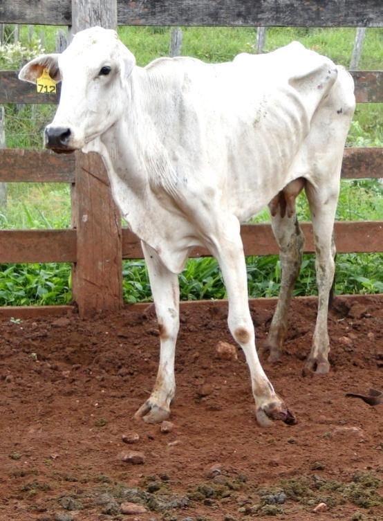 53 Figura 10 - Pododermatite séptica: A) Fêmea bovina com